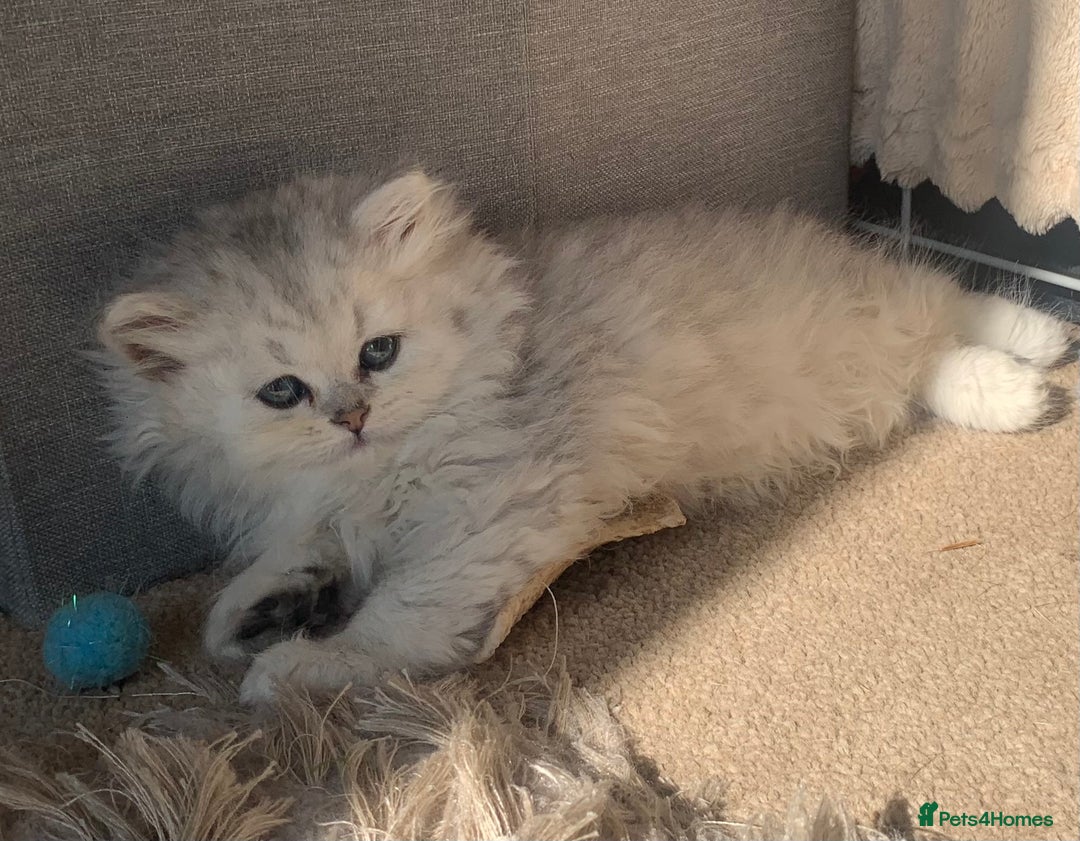 Persian cats for sale: 7 x beautiful persian kittens ready Thursday 14/08 - Image 19