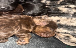 Cockapoo dogs for sale: Beautiful chocolate merle cockapoos  - Image 17