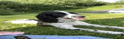 Sprocker dogs for sale: Sprocker spaniels  in Littleborough - Advert 3