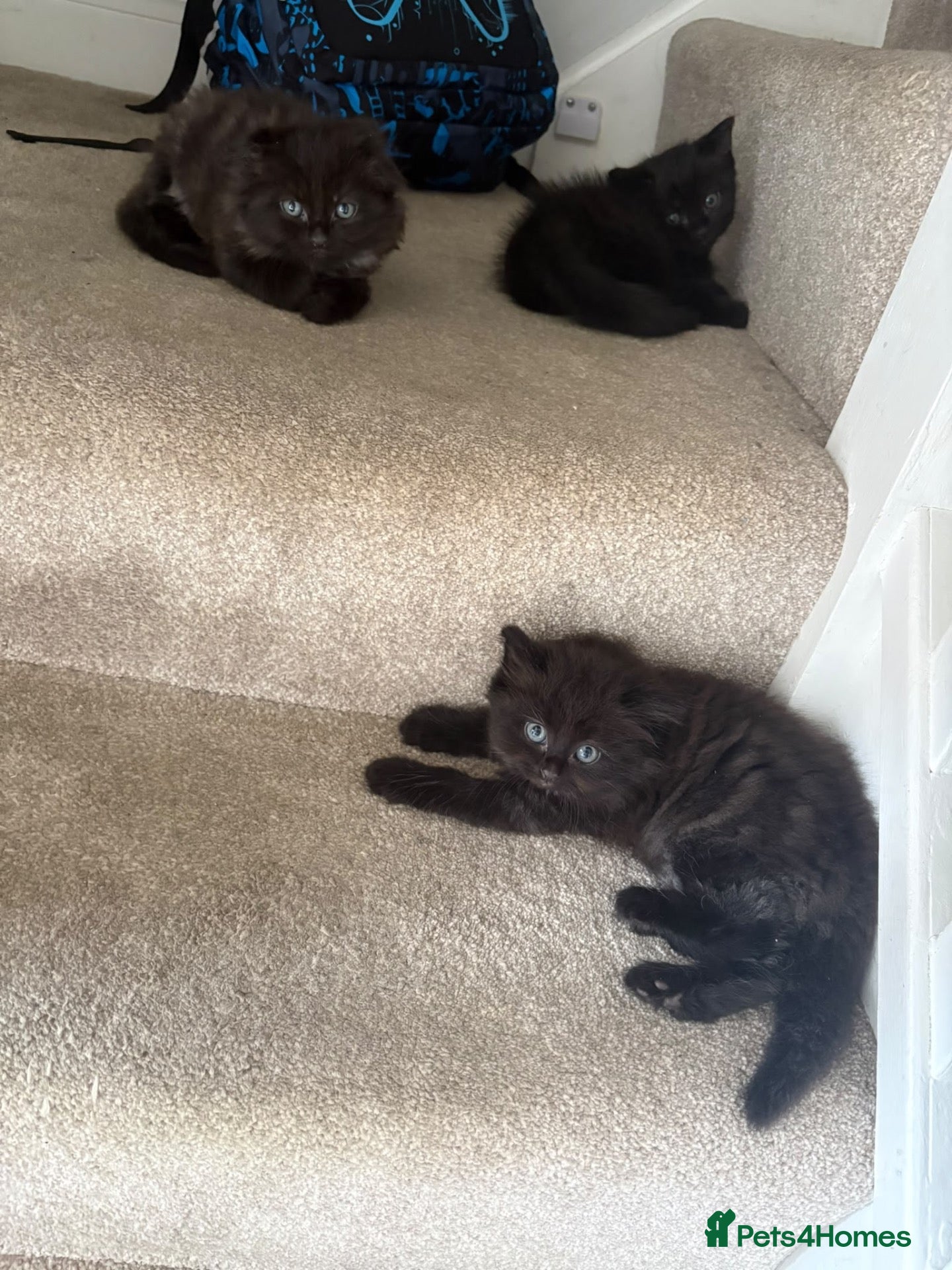 British Shorthair cats Beautiful kittens looking for a forever home  - Advert 3
