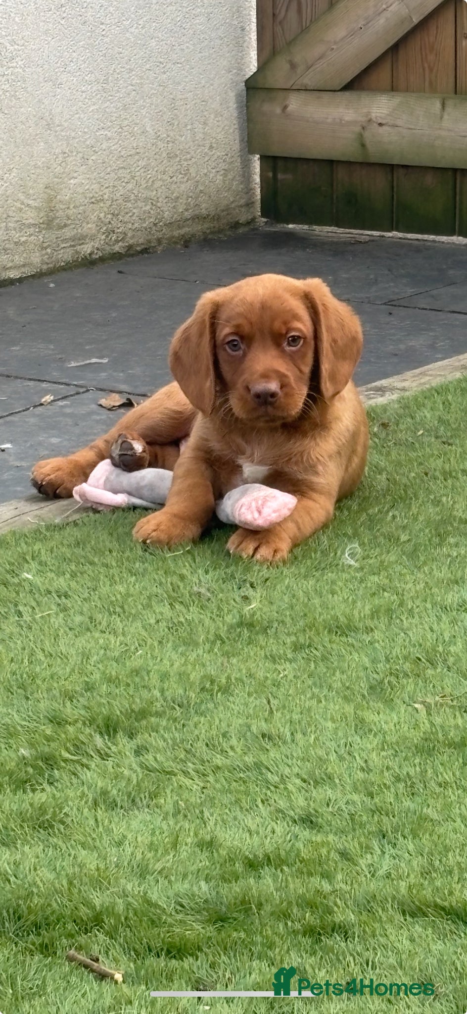 Cockerdor dogs 4 male cockerdor puppies for sale 🐾  - Advert 2