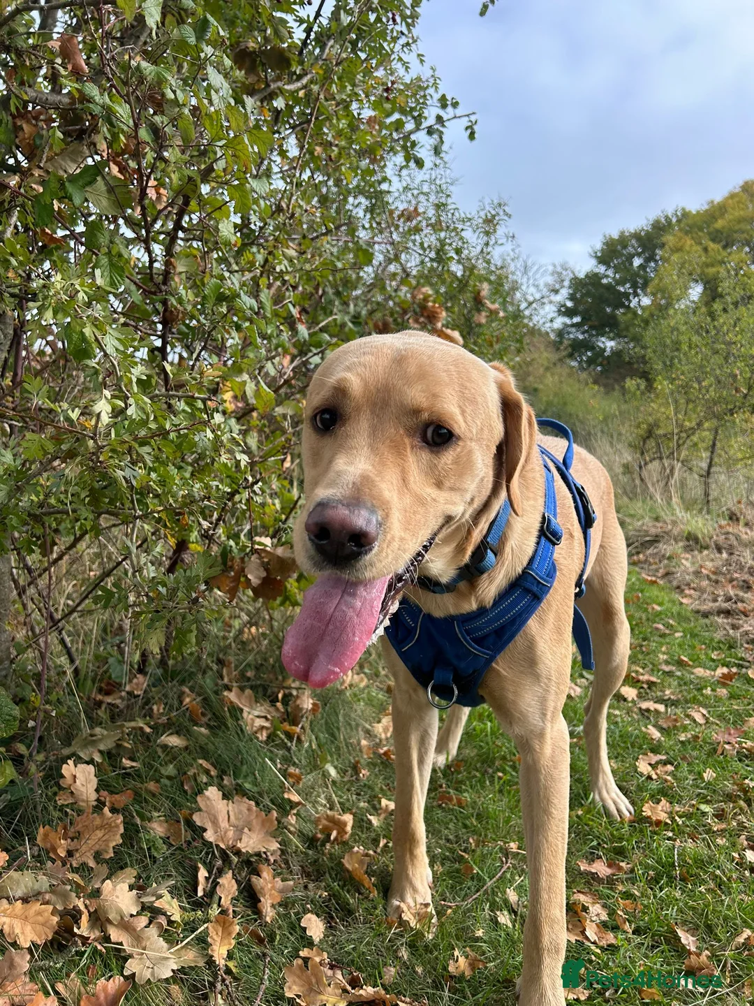 Labrador Retriever dogs for stud: Gorgeous KC Purebred Yellow Labrador For Stud - Advert 10