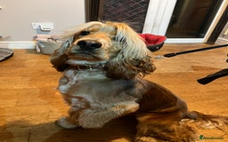 Cocker Spaniel dogs for sale: Three male cocker spaniel puppies for sale - Image 13