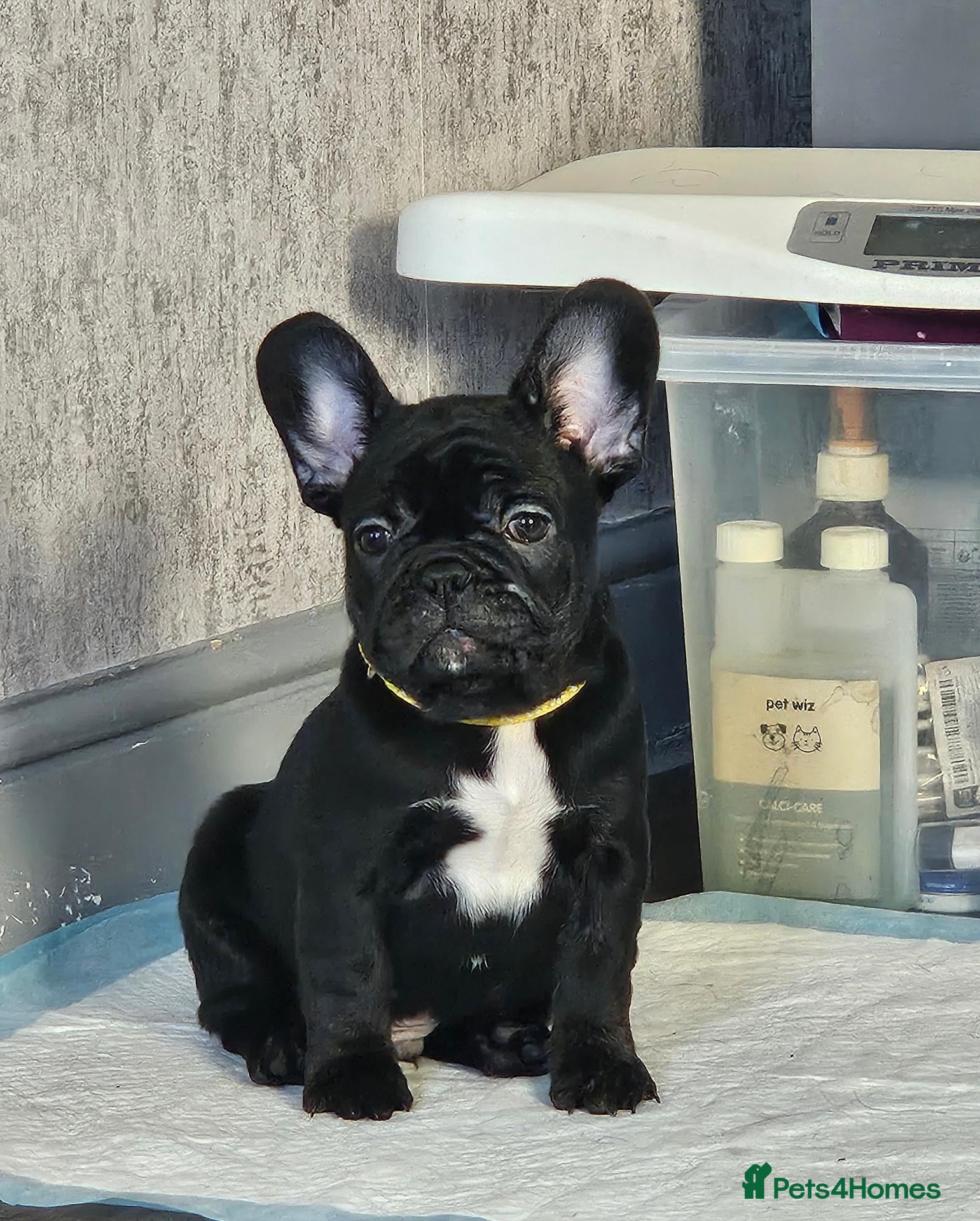 French Bulldog dogs READY NOW pedigree French bulldog PUPPY (MALE)  - Advert 1
