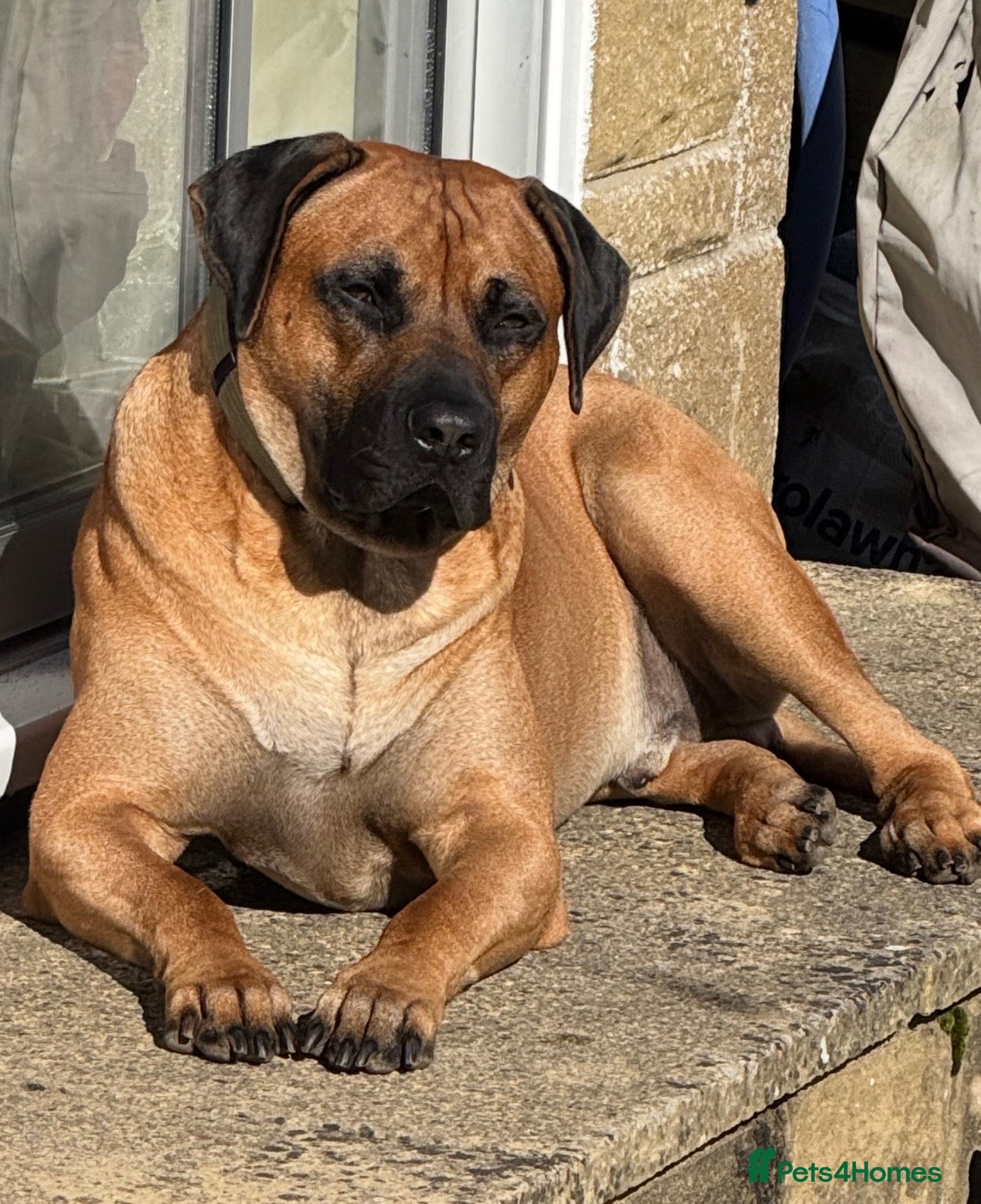 Rhodesian Ridgeback dogs 🐾 Handsome Rhodesian Ridgeback Available for Stud - Advert 3