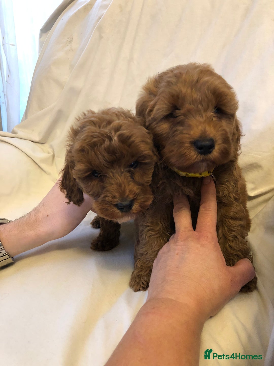 Cockapoo dogs for sale: Cockapoos - Advert 22