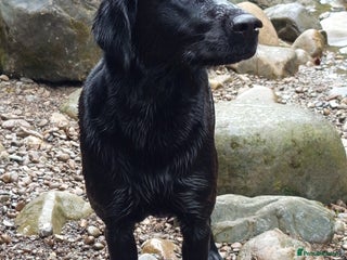 Labrador Retriever dogs - Advert 20