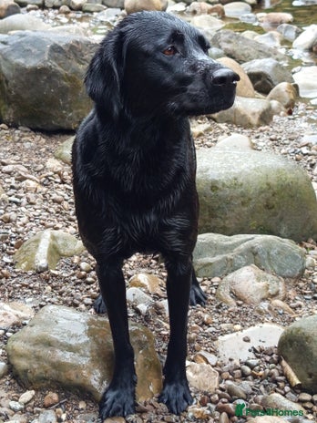 Labrador Retriever dogs - Advert 16