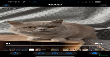 British Shorthair cats in Stockport - Advert 4