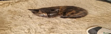 Mixed Breed Kitten 2