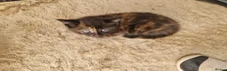 Mixed Breed cats for sale: Two kittens - Advert 10