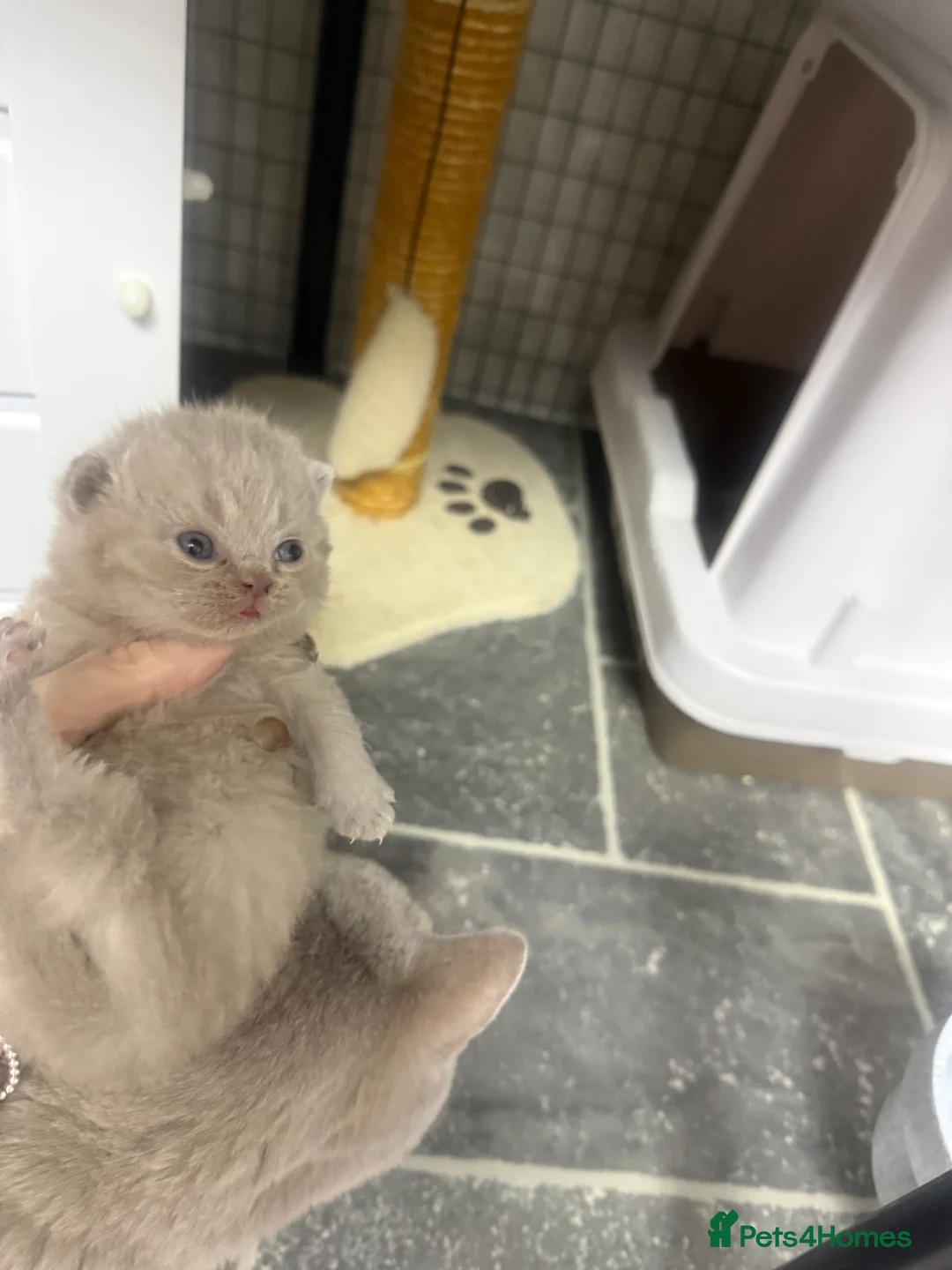 British Shorthair cats for sale: British shorthair kitten  - Advert 10