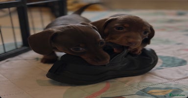Miniature Dachshund dogs - Advert 5