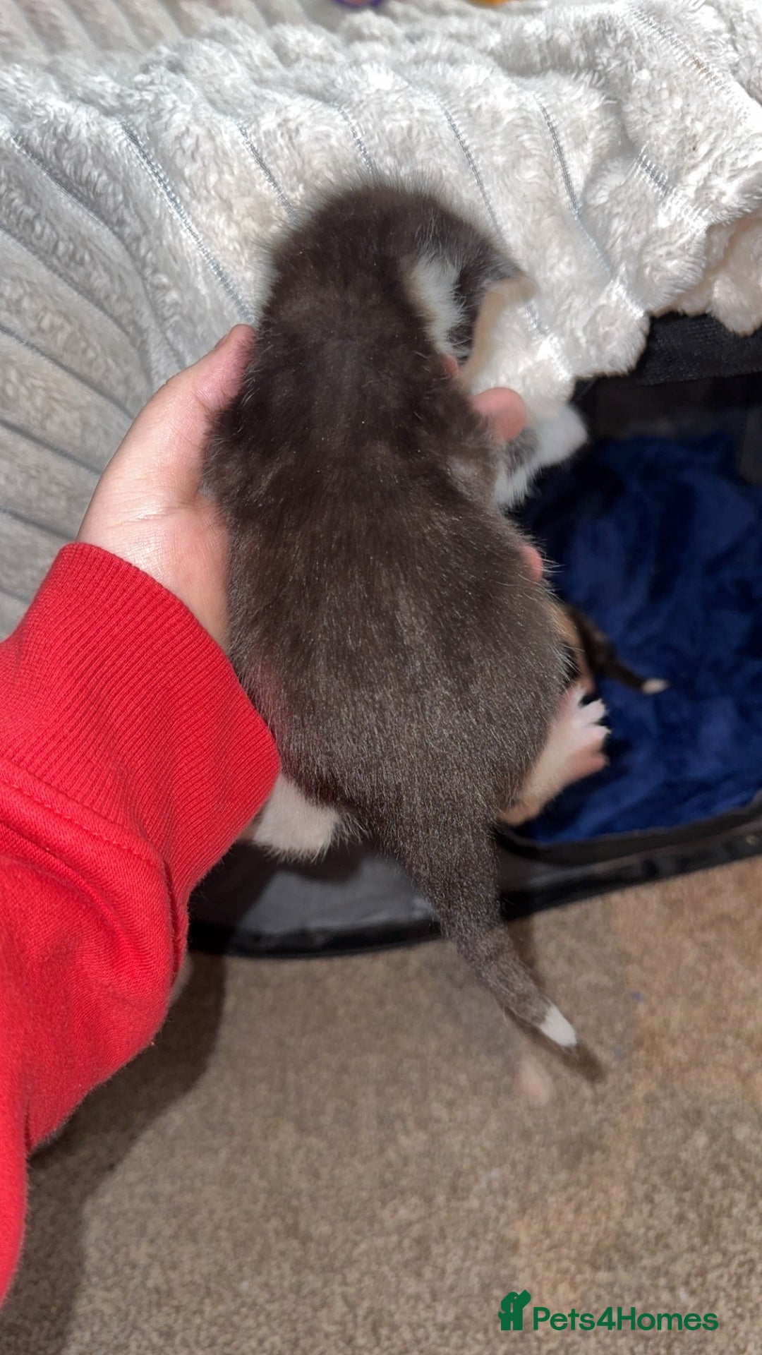 British Longhair cats for sale: Black and white long hair kittens for sale - Advert 7