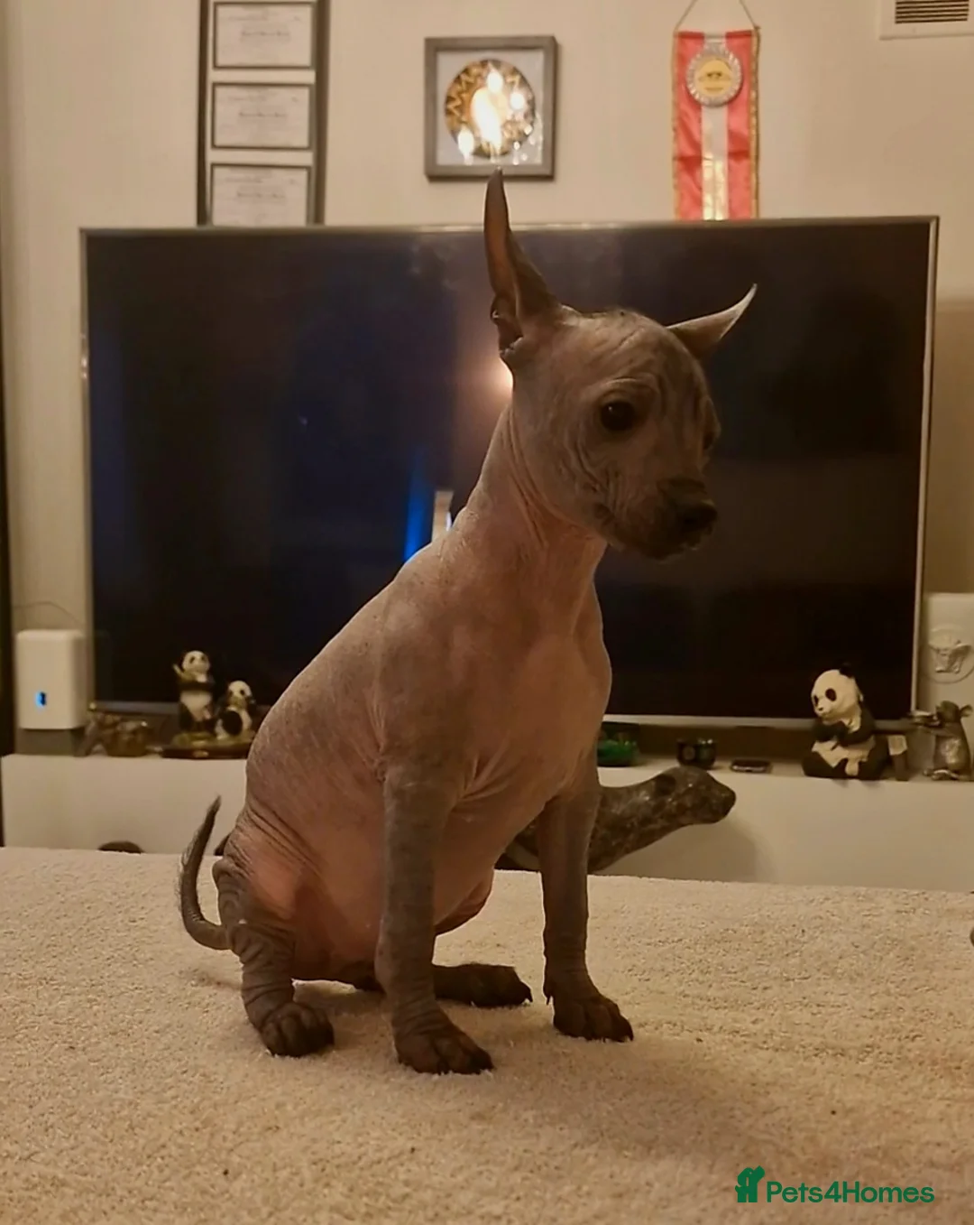 Mexican Hairless dogs for sale: 1 mini girl naked 1400 - Advert 3