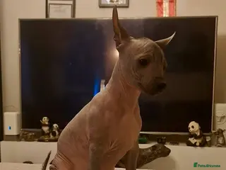 Mexican Hairless dogs 1 mini girl naked 1200 - Advert 3