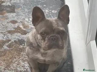 French Bulldog dogs Pearl the French bulldog - Advert 1