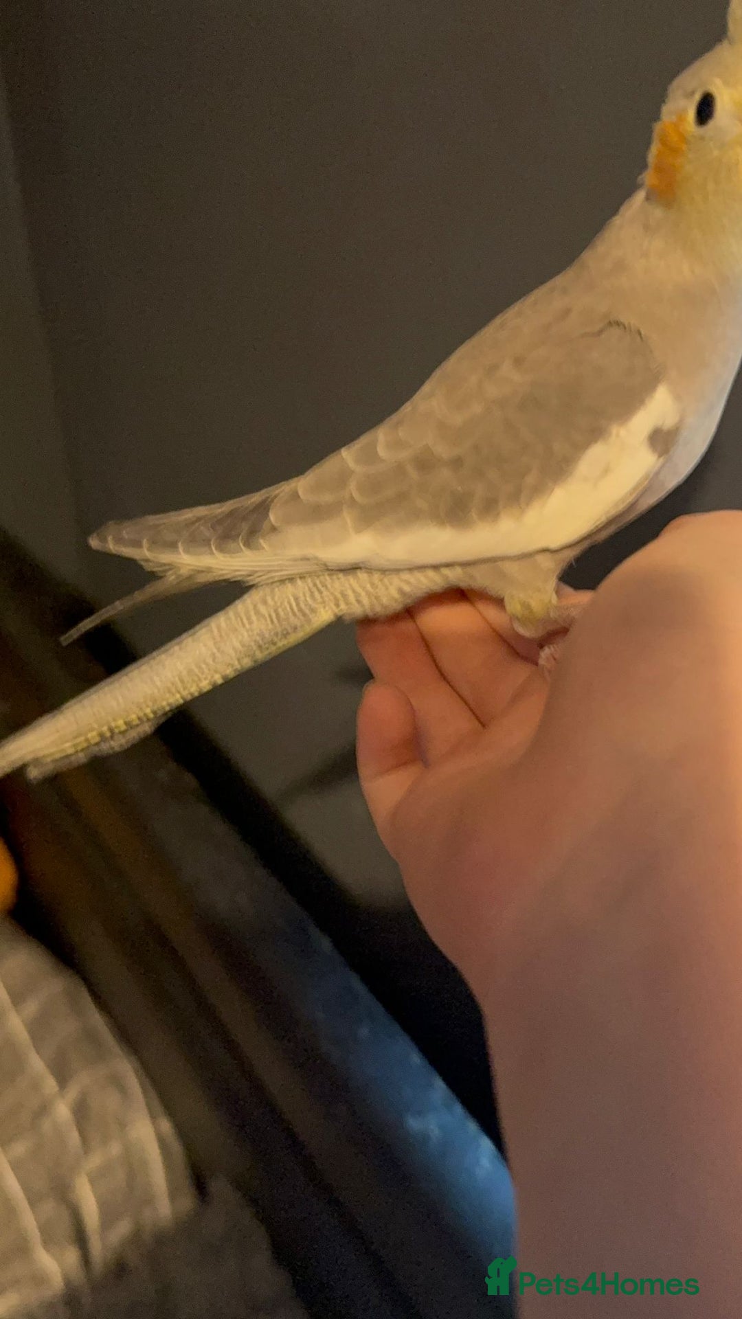 Cockatiels birds for sale: X2 cockatiels  - Image 6