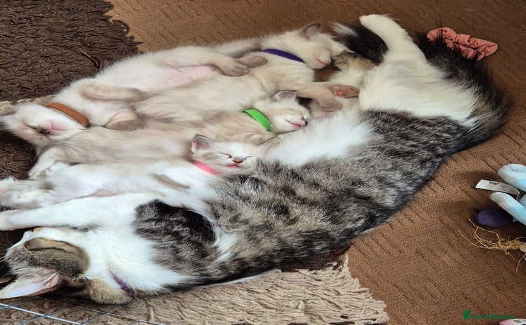 Turkish Angora cats - Advert 1