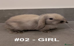 Mini Lop rabbits for sale: Exceptional Mini-Lops. Collect from: 25th October - Image 4