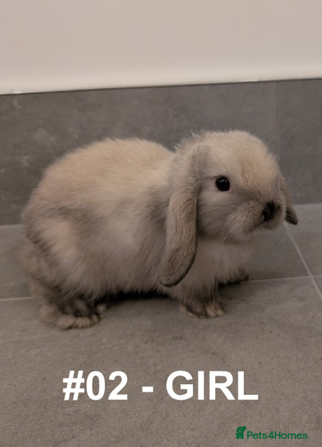 Mini Lop rabbits for sale: Exceptional Mini-Lops. Collect from: 25th October - Image 4