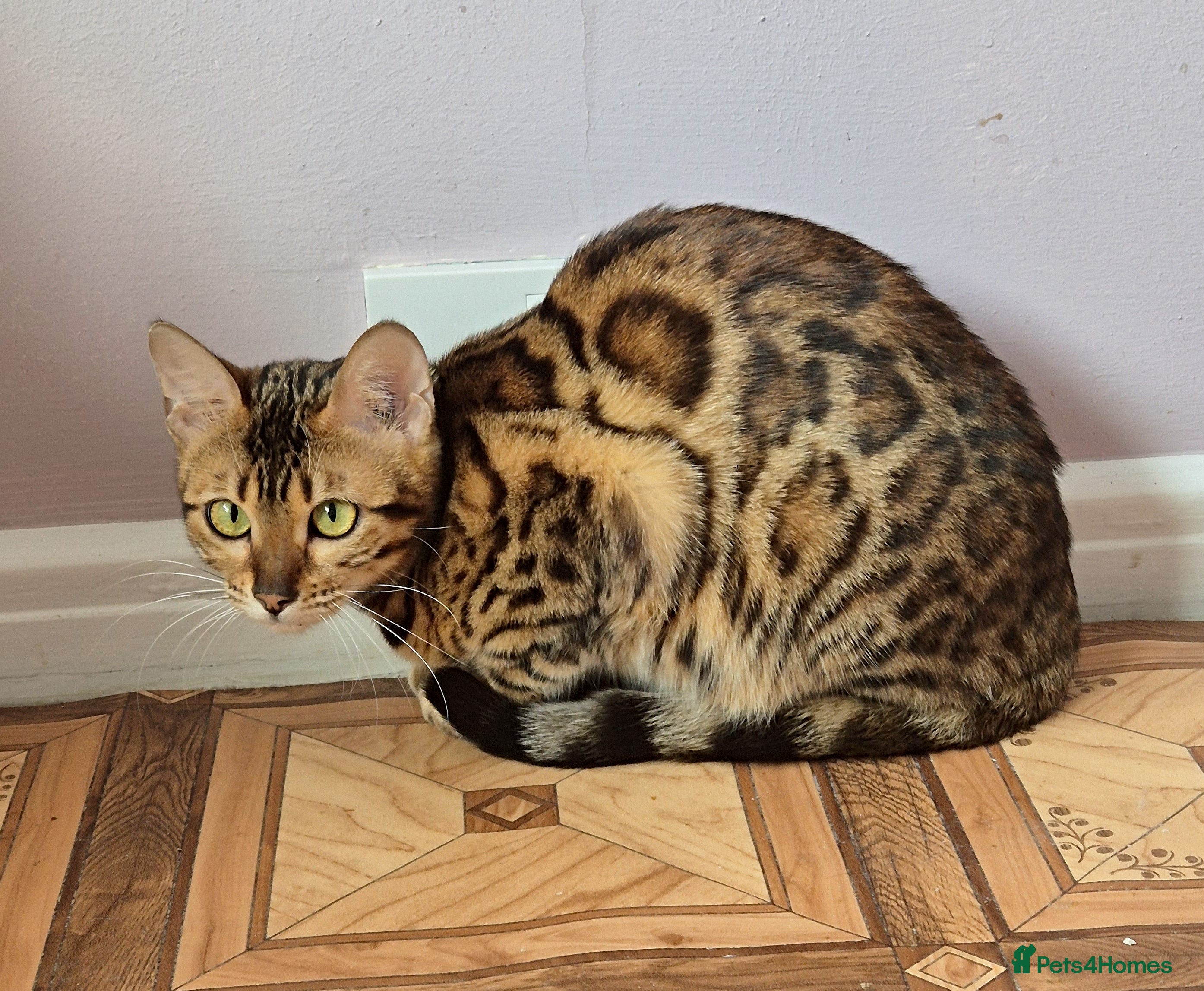 Bengal cats TICA Active Reg 11mth Bengal Girl  - Advert 14