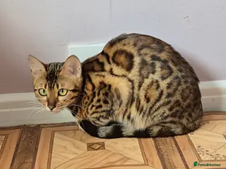 Bengal cats TICA Active Reg 11mth Bengal Girl - Advert 14