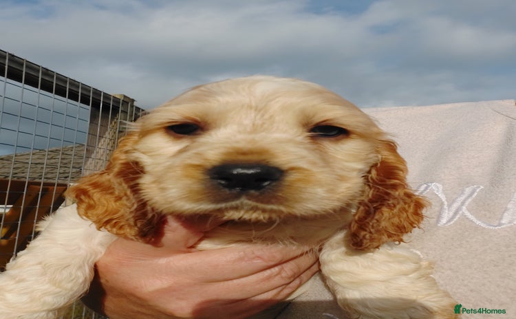 Cocker Spaniel dogs - Advert 10