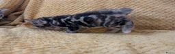 Mixed Breed cats for sale: Beautiful orange, grey and tabby kittens  - Advert 14
