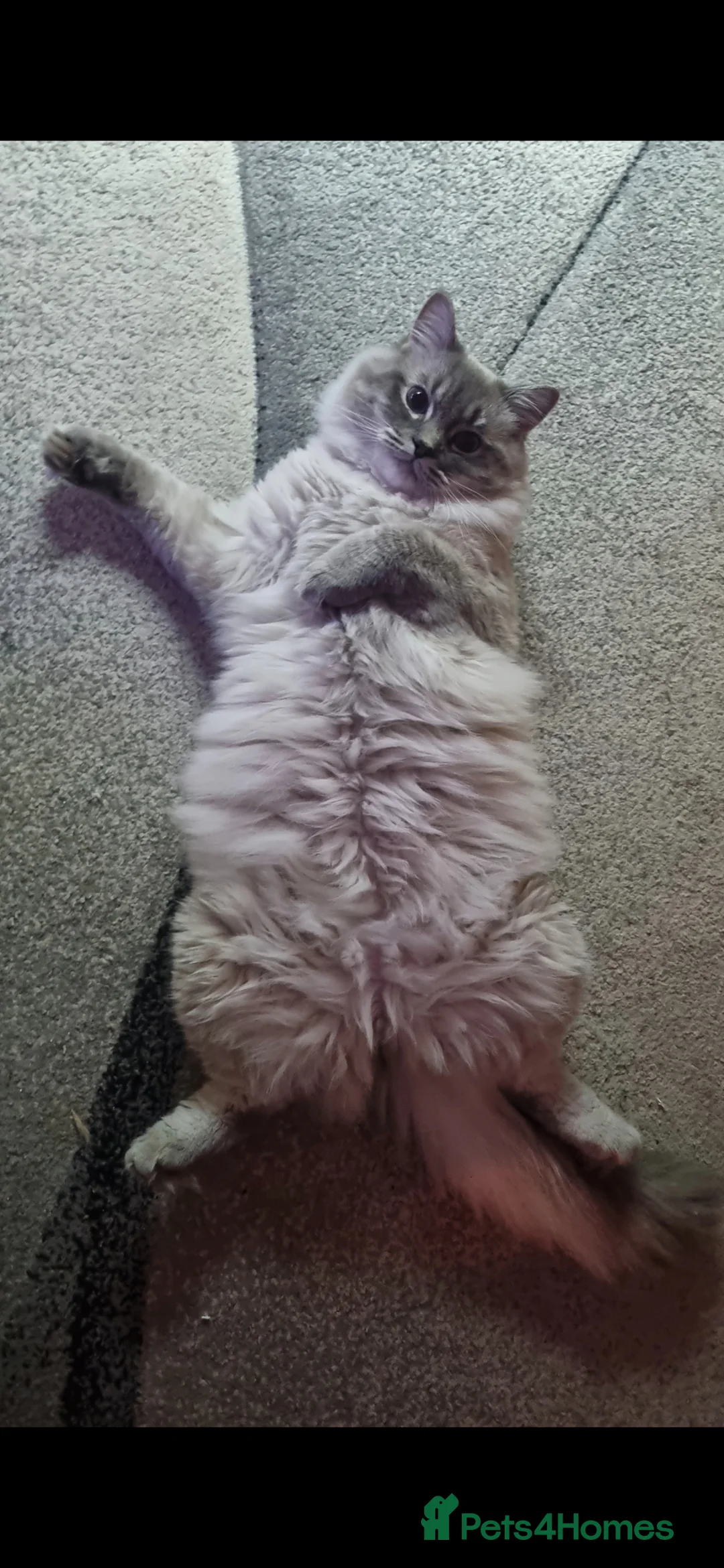 Ragdoll cats for sale: Ragdoll Cat  in Norwich - Advert 2