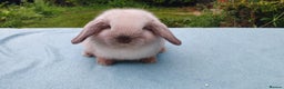 Mini Lop rabbits for sale: Beautiful pedigree Mini Lops  - Advert 2