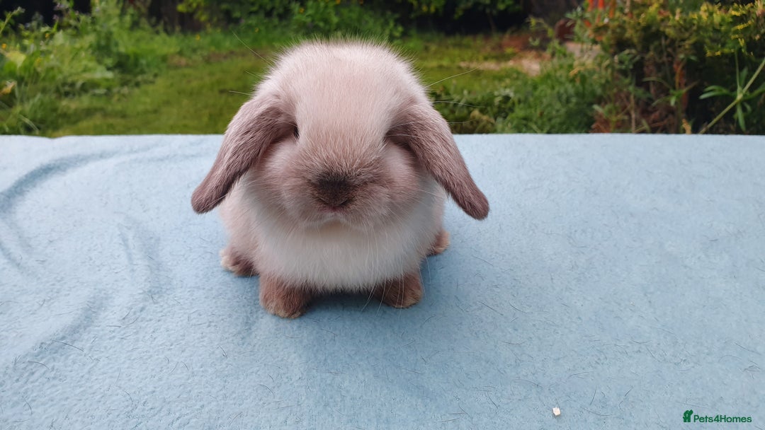 Mini Lop rabbits for sale: Beautiful pedigree Mini Lops  - Advert 2