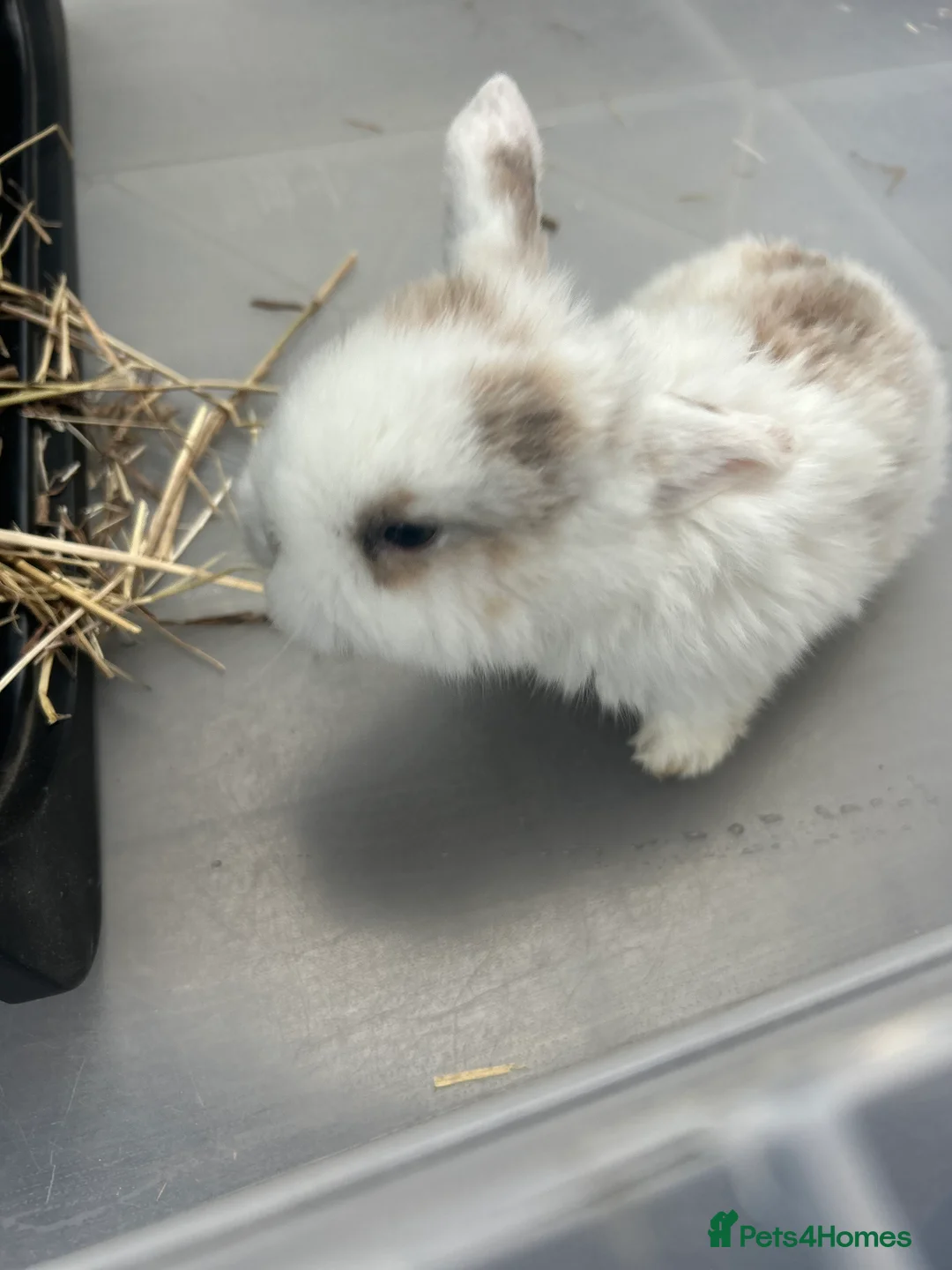 Mini Lop rabbits for sale: Mini Lop Babies - Advert 14