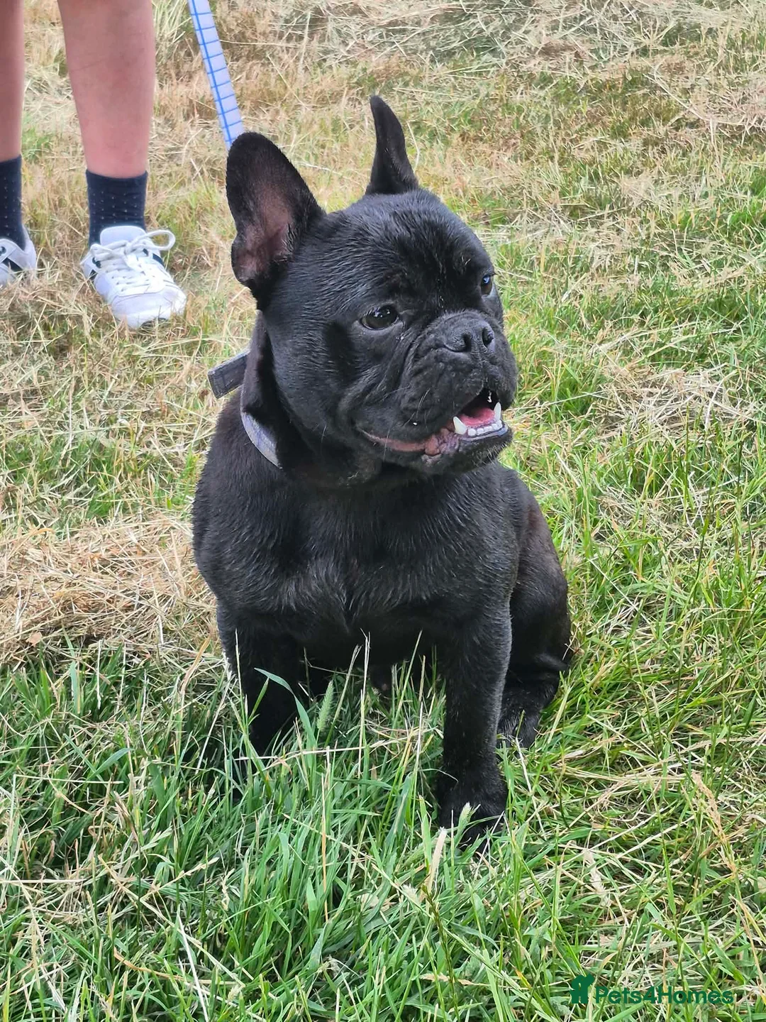 Mixed Breed dogs for sale: Bulldog - Advert 2