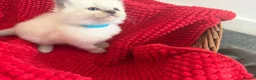 Ragdoll cats for sale: 4 beautiful Ragdoll Turkish Van kittens - Advert 11