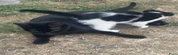 Domestic Shorthair cats for sale: Adorable Tuxedo and Black Kittens🐾 in Bedford - Advert 2