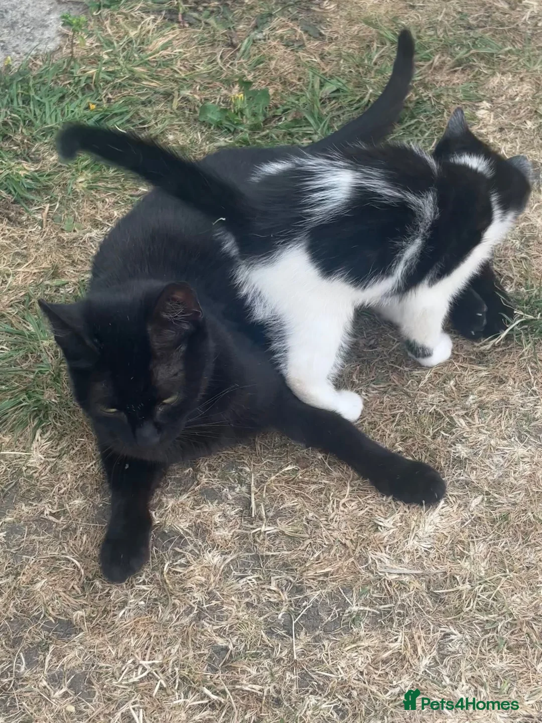 Domestic Shorthair cats for sale: Adorable Tuxedo and Black Kittens🐾 in Bedford - Advert 2