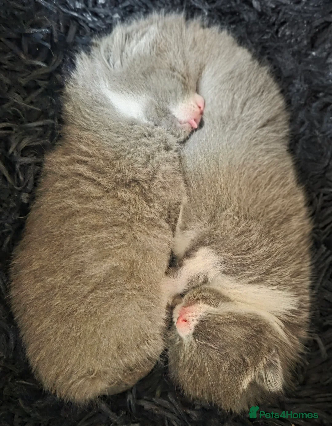 British Shorthair cats for sale: British Short Hair  - Advert 12