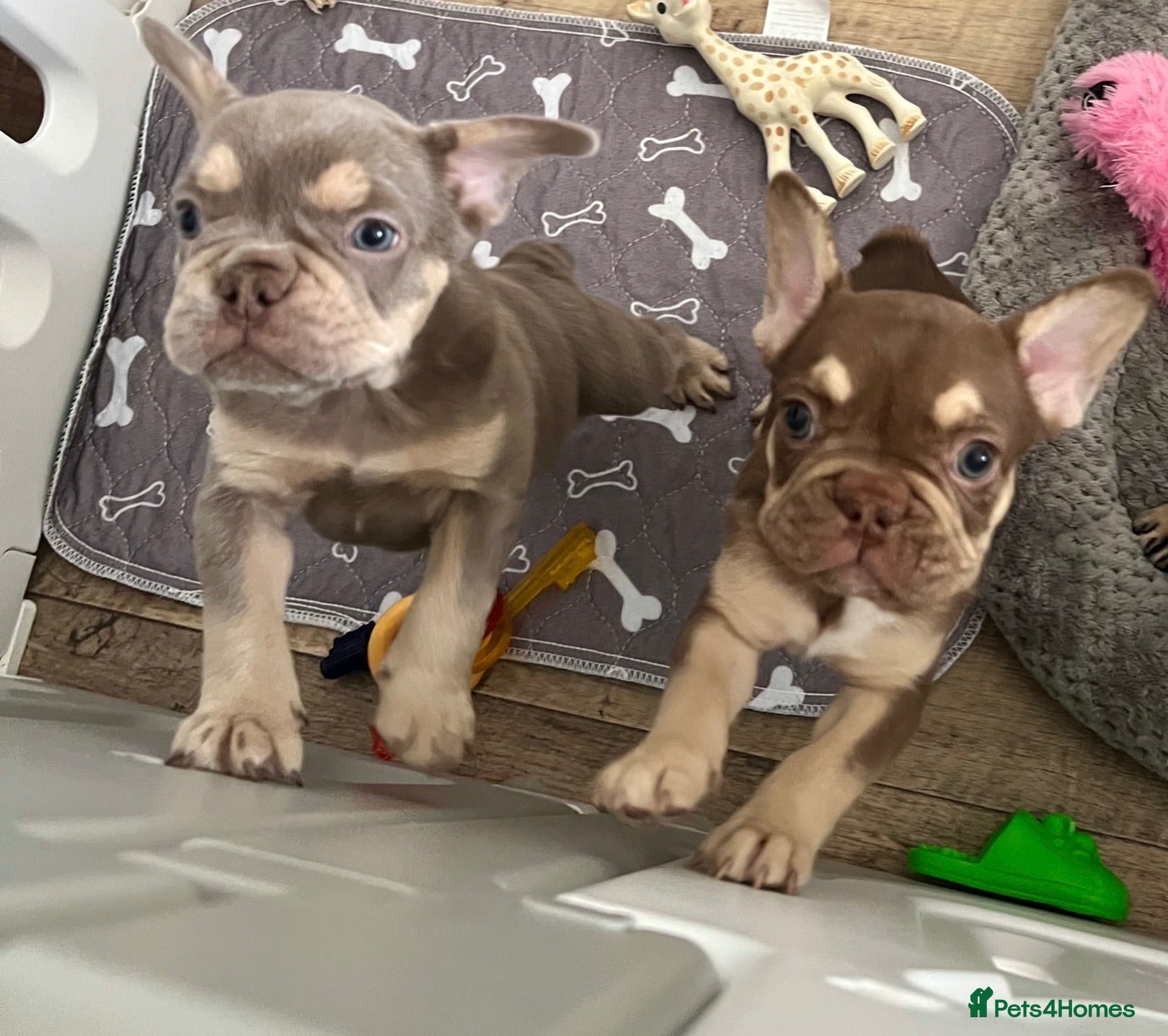 French Bulldog dogs Fully health clear KC French bulldog puppies - Advert 1