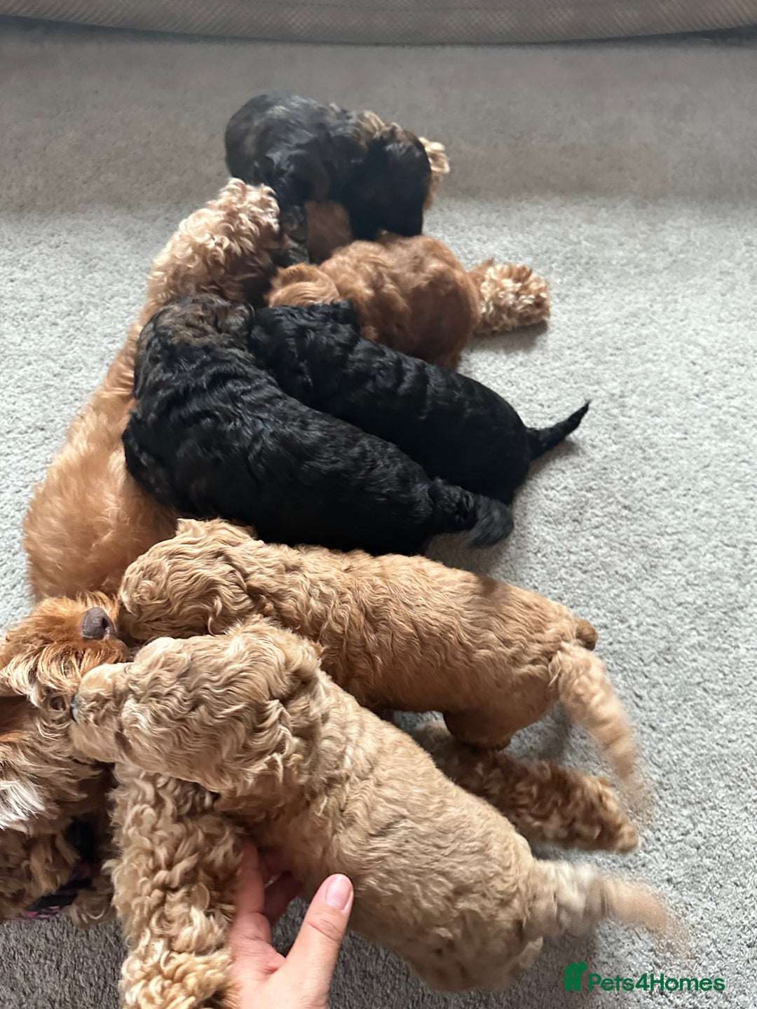 Cockapoo dogs for sale: Outstanding Cockapoos Puppies. 4 boys💙 2 girls 💗 - Image 35