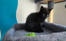 Mixed Breed cats for sale: Three lovely kittens are looking for forever home - Image 18