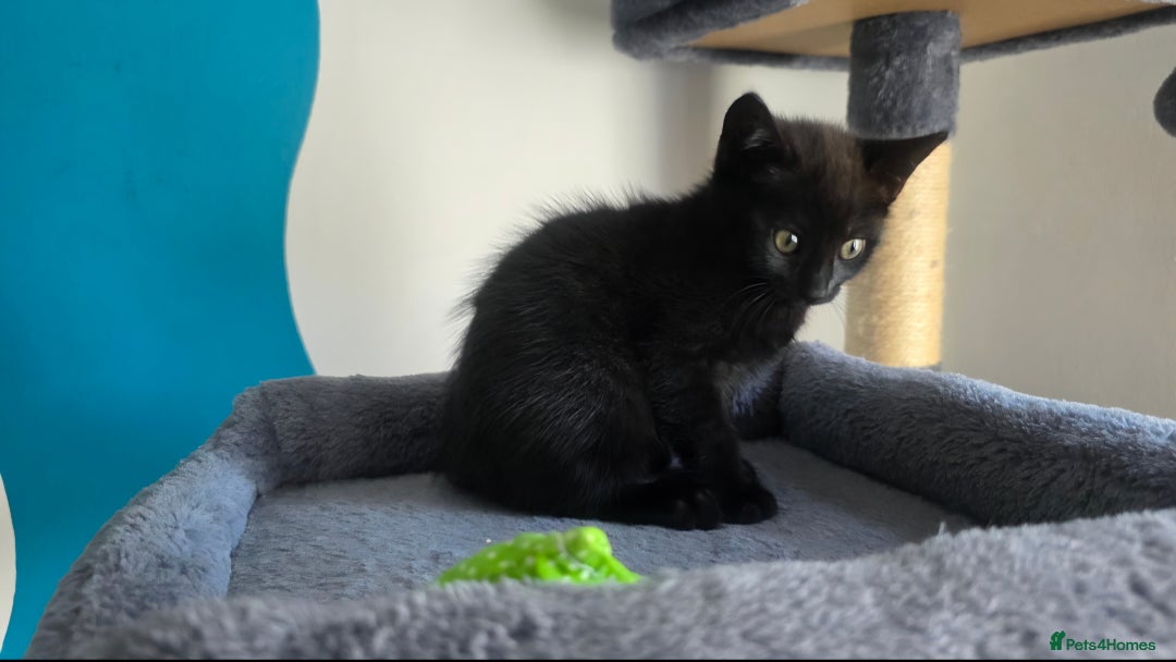Mixed Breed cats for sale: Three lovely kittens are looking for forever home - Image 18