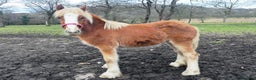 Irish Cob horses for sale: 8 Month Old Chestnut Filly - Advert 1