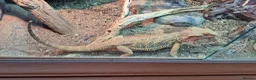 Bearded Dragon reptiles for sale: 2x female bearded dragons plus vivariums - Advert 5