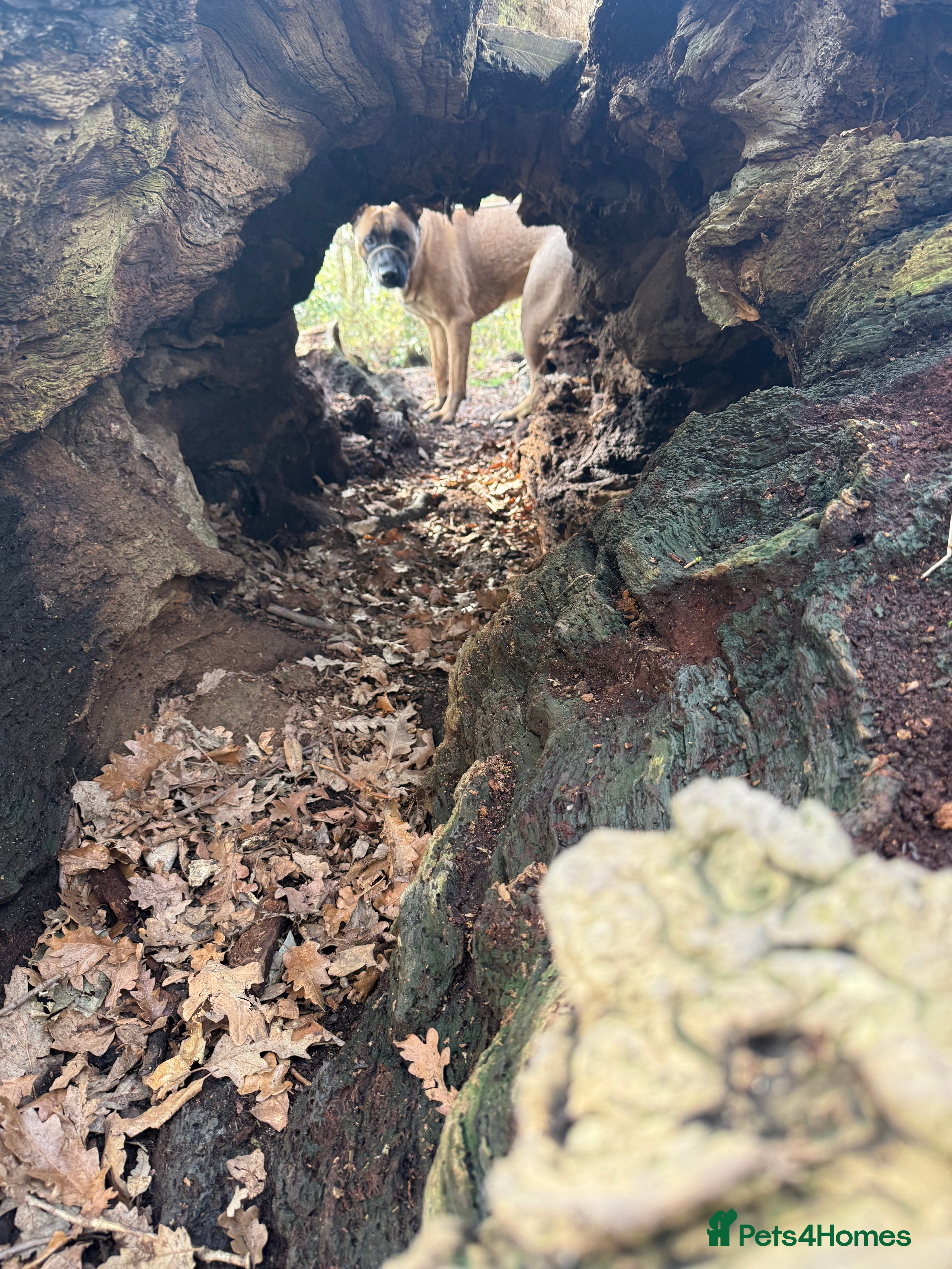 Mixed Breed dogs Willow  in Ipswich - Advert 1