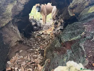 Mixed Breed dogs Willow in Ipswich - Advert 3