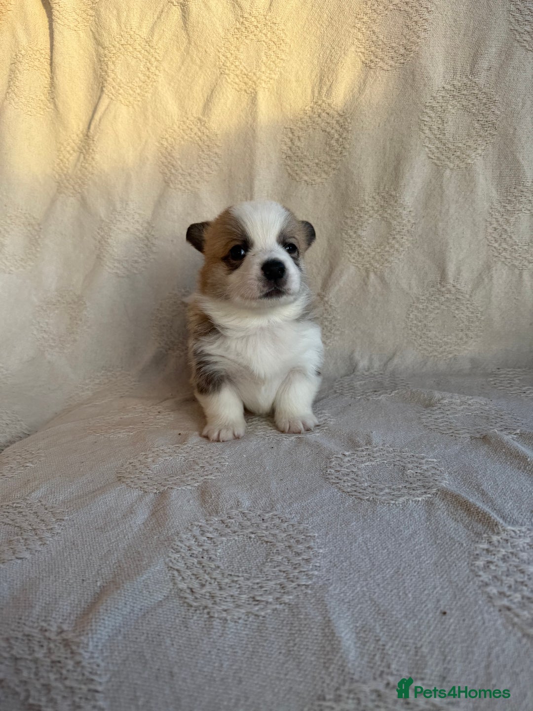 Welsh Corgi Pembroke dogs for sale: KC PREMBROKESHIRE CORGI'S  - Advert 6