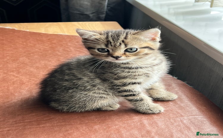 British Shorthair cats - Advert 13