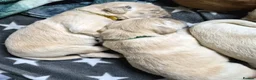 Golden Retriever dogs for sale: 5 Beautiful Golden Retriever's  - Advert 19