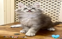 Maine Coon cats for sale: 🐾🦁 *TICA* MAINE COON KITTENS 🧬 DNA CLEAR 🦁🐾 - Image 17